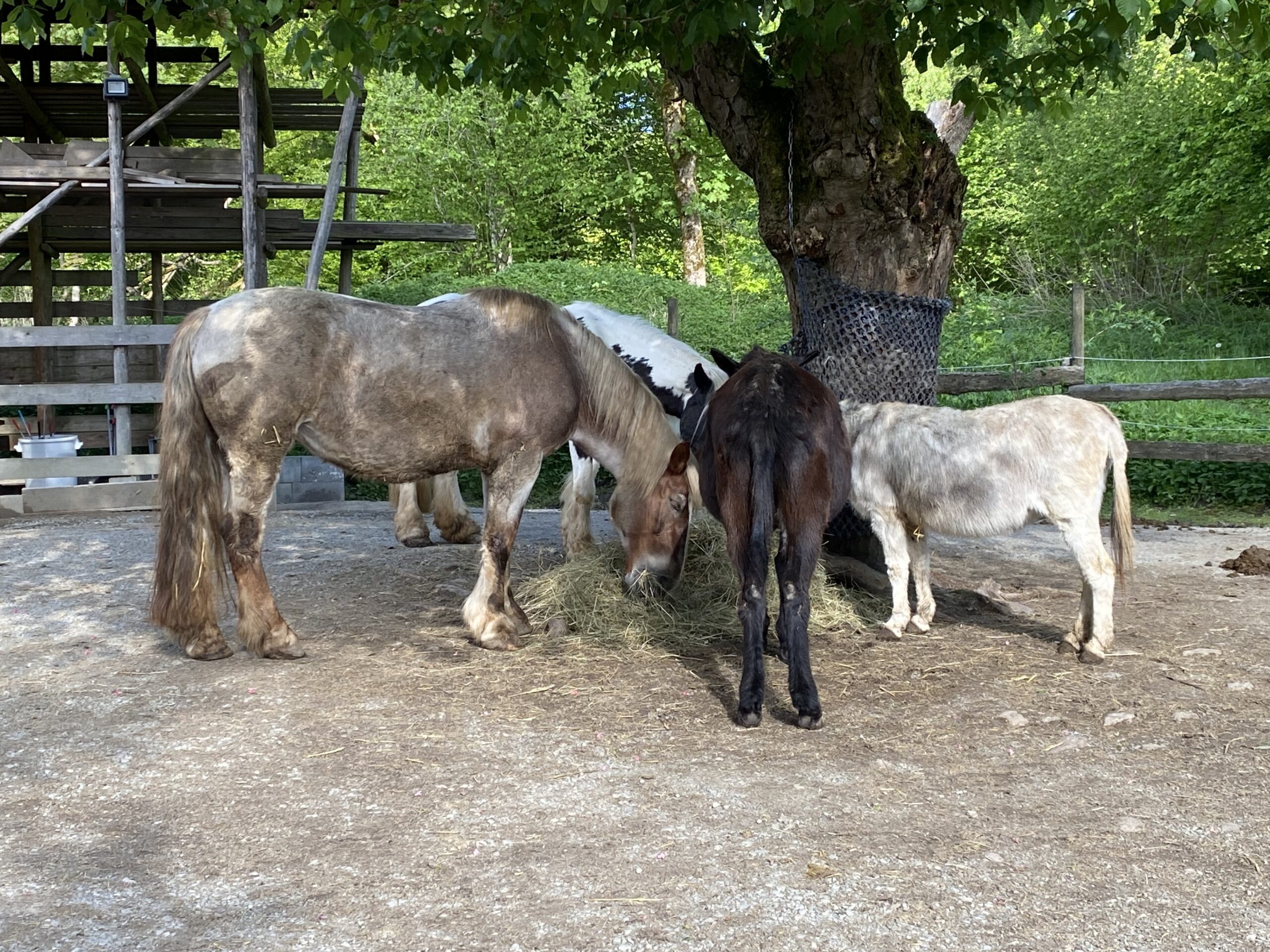 „Eva-Maria Backhaus begleitete am 5. Mai die Kinder der zweiten Klasse zur 🐾🌱🐑 Tierzeit.“