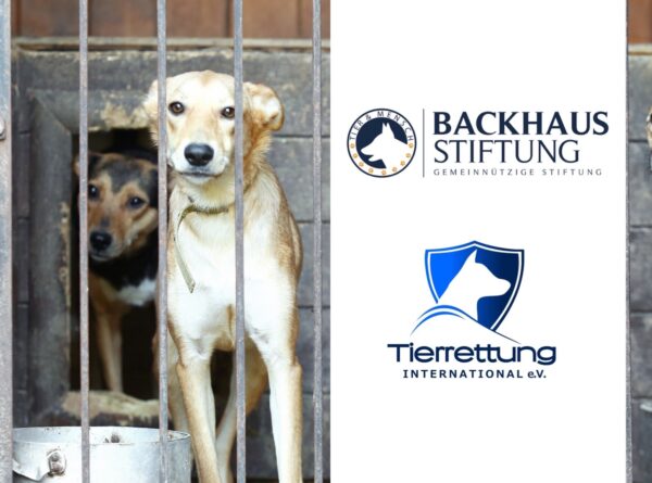 Backhaus Stiftung wird Fördermitglied bei Tierrettung International