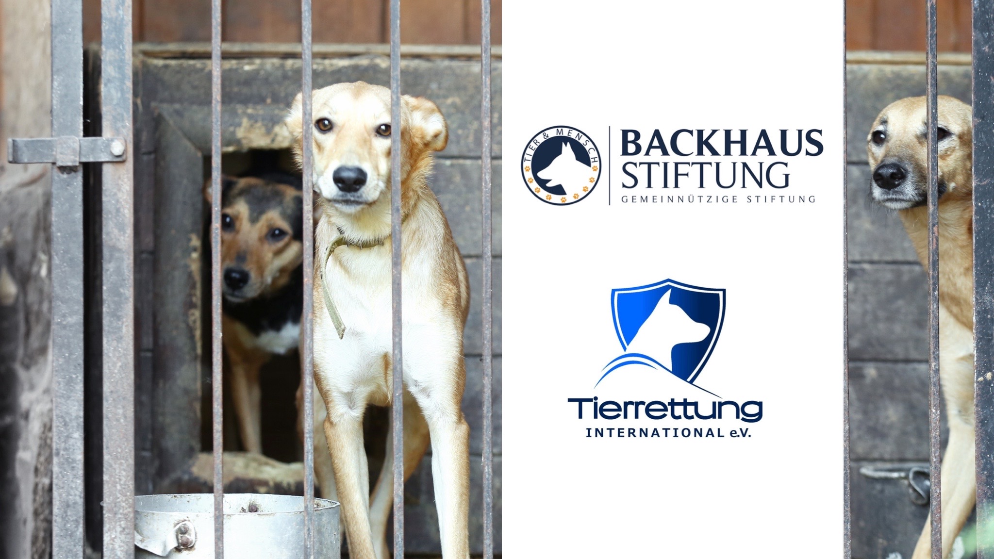 Backhaus Stiftung wird Fördermitglied bei Tierrettung International
