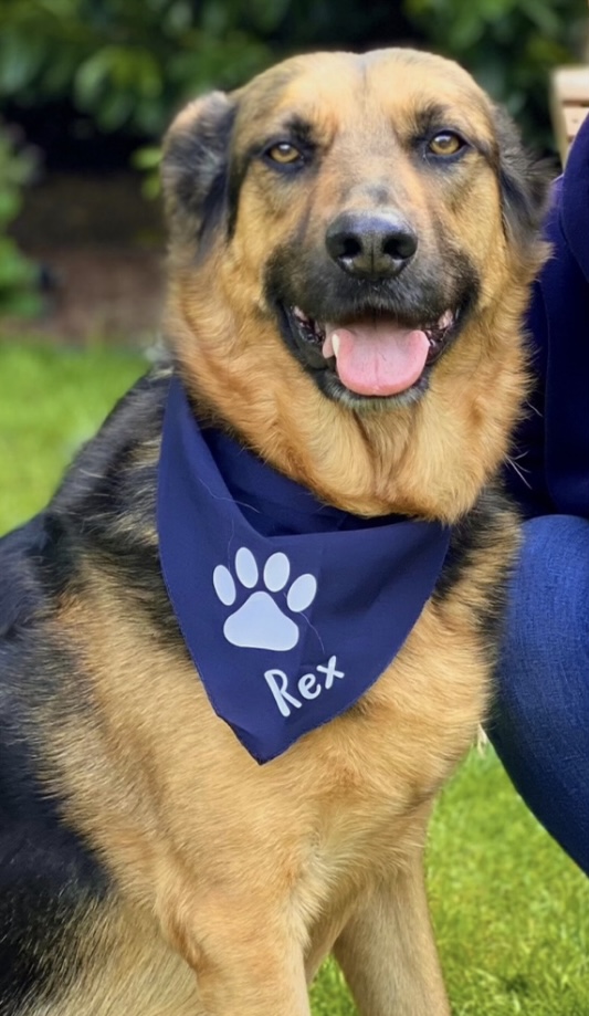 Lesehund ♥️🐾 Rex: Unterstützung für geflüchtete Kinder in Bremen-Nord 💚📖