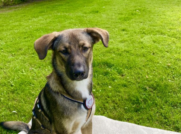 Tierschutzhund Samy geht in die Hundeschule!
