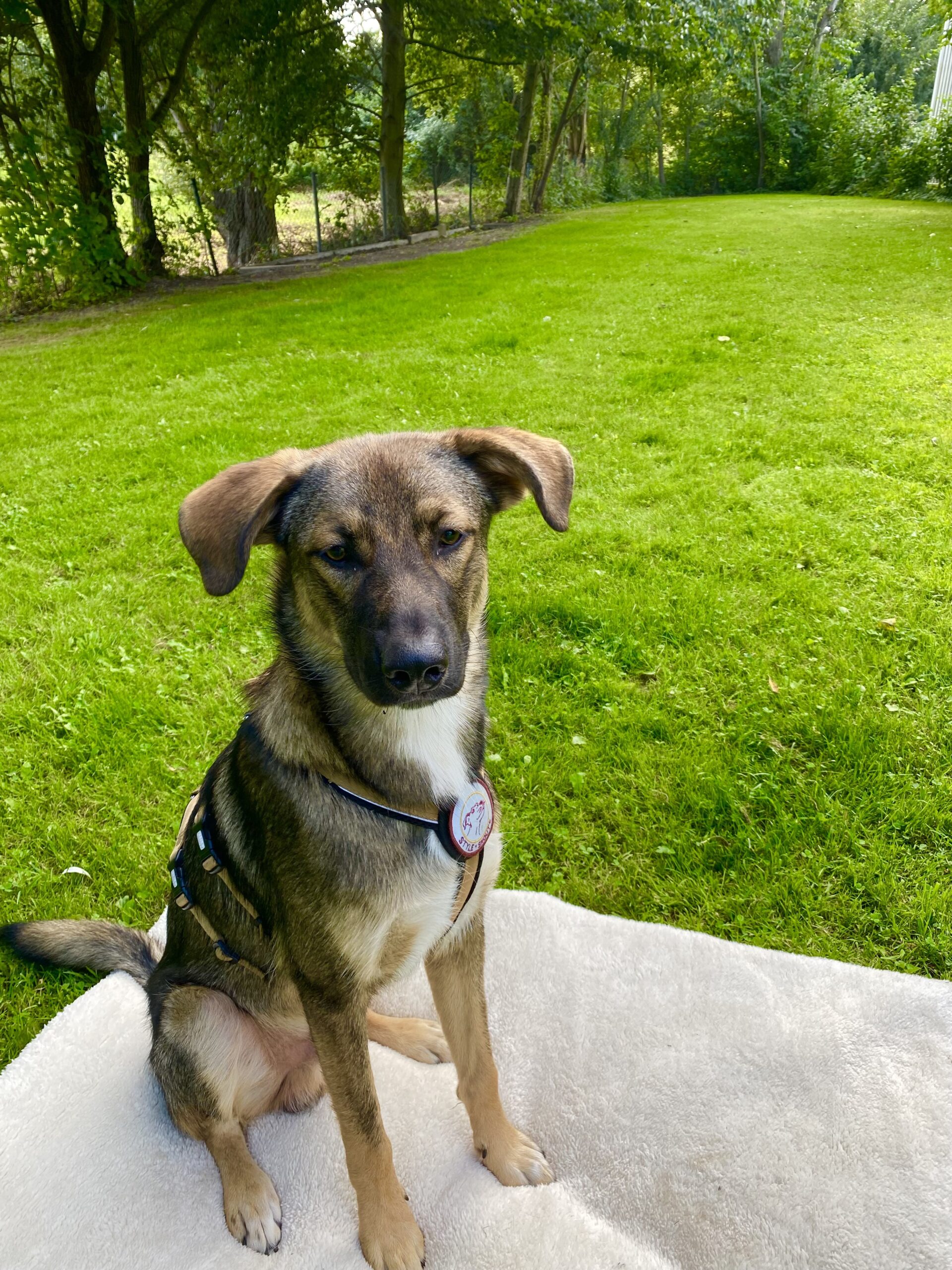 Tierschutzhund Samy geht in die Hundeschule!