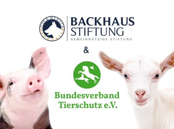 Backhaus Stiftung Fördermitglied im Bundesverband Tierschutz